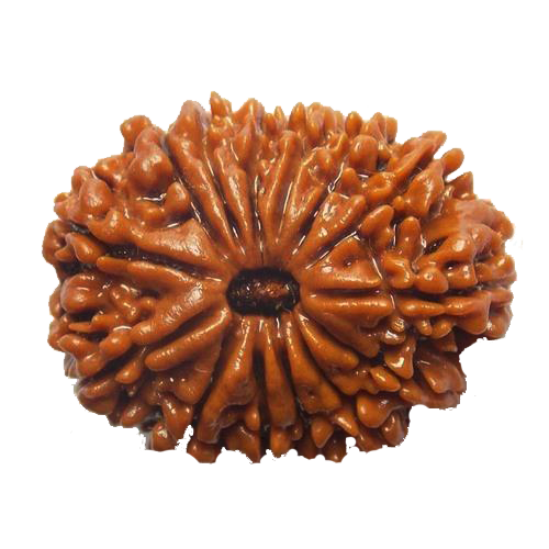 Rudraksha gemstone - 1 to 14 Mukhi