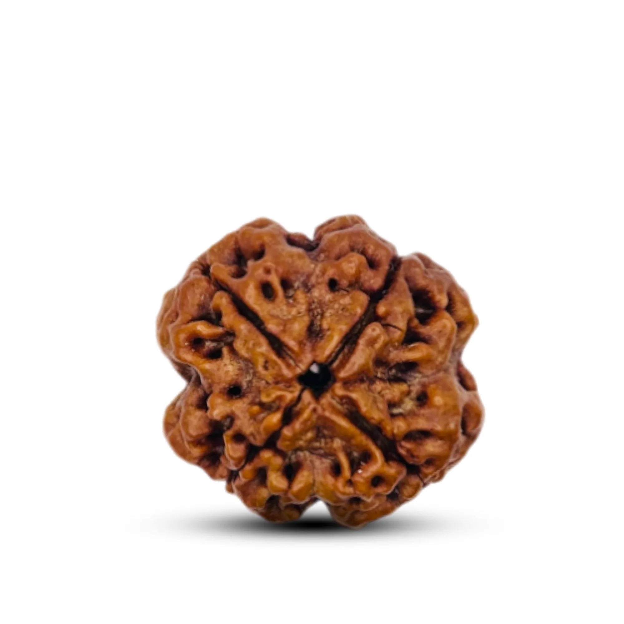Pushkar Abhimantrit gemstone - Certified Rudraksha